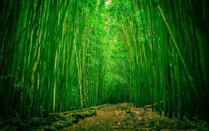Bamboo path