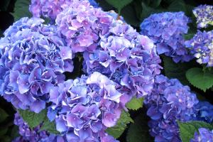 Hydrangea