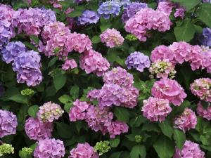 Hydrangea