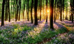 Spring in the forest