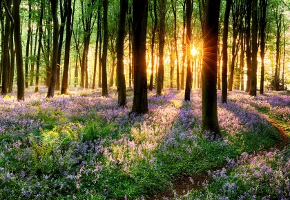 Spring in the forest