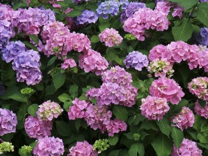 Hydrangea